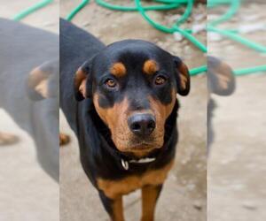 Rottweiler Dogs for adoption in Danbury, CT, USA