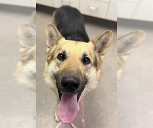 German Shepherd Dog Dogs for adoption in HESPERIA, CA, USA