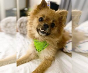Pomeranian-Unknown Mix Dogs for adoption in Lebanon, PA, USA