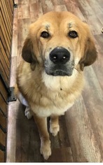 Tibetan Mastiff Dogs for adoption in New York, NY, USA