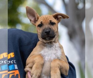 Chihuahua-Unknown Mix Dogs for adoption in San Diego, CA, USA