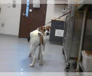 Labrador Retriever-Unknown Mix Dogs for adoption in Fayetteville, NC, USA