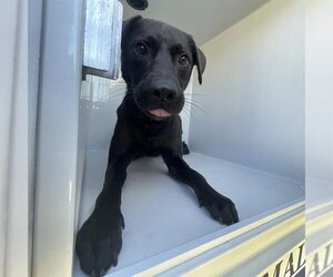 Medium Photo #1 Labrador Retriever Puppy For Sale in Houston, TX, USA