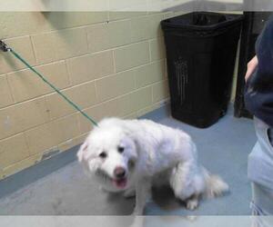 Great Pyrenees-Unknown Mix Dogs for adoption in Tulsa, OK, USA