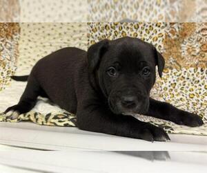 American Pit Bull Terrier-German Shepherd Dog Mix Dogs for adoption in HESPERIA, CA, USA