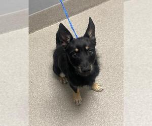 Mutt Dogs for adoption in Las Vegas, NV, USA