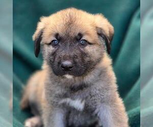 Labrador Retriever-Unknown Mix Dogs for adoption in San Diego, CA, USA
