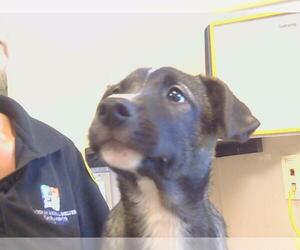 German Shepherd Dog-Unknown Mix Dogs for adoption in Sacramento, CA, USA