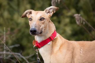 Greyhound Dogs for adoption in Hopkinton, MA, USA