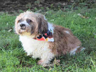 Shih-Poo Dogs for adoption in Westminster, MD, USA
