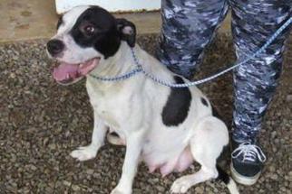 Pointer-Staffordshire Bull Terrier Mix Dogs for adoption in Patterson, NY, USA