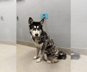 Siberian Husky-Unknown Mix Dogs for adoption in Las Vegas, NV, USA