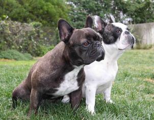 French Bulldog Dogs for adoption in San Luis Rey, CA, USA