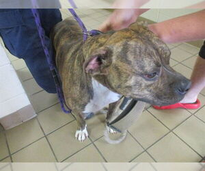 American Pit Bull Terrier-Unknown Mix Dogs for adoption in Ocala, FL, USA