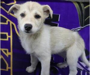 Mutt Dogs for adoption in Thief River Falls, MN, USA