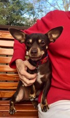 Miniature Pinscher Dogs for adoption in Rowayton, CT, USA