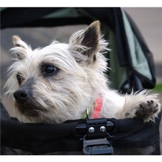 Small Cairn Terrier