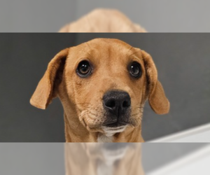 Mutt Dogs for adoption in Studio City, CA, USA