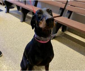 Doberman Pinscher Dogs for adoption in pomona, CA, USA