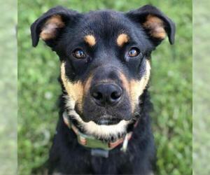 Rottweiler Dogs for adoption in St Louis, MO, USA