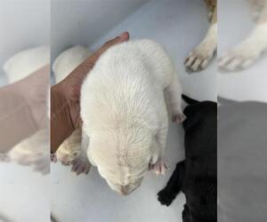 American Pit Bull Terrier-Unknown Mix Dogs for adoption in Houston, TX, USA