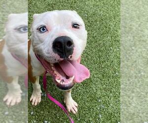 American Pit Bull Terrier-Unknown Mix Dogs for adoption in Fayetteville, NC, USA