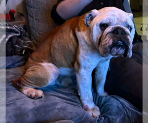 Bulldog Dogs for adoption in Brights Grove, Ontario, Canada