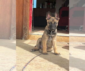 German Shepherd Dog-Unknown Mix Dogs for adoption in Imlay City, MI, USA