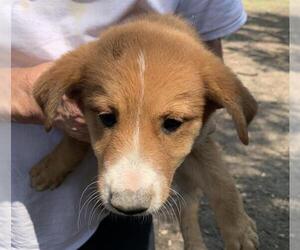 Mutt Dogs for adoption in San Antonio, TX, USA