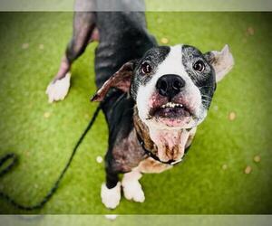 Bullboxer Pit Dogs for adoption in Orlando, FL, USA