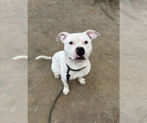 American Pit Bull Terrier-Unknown Mix Dogs for adoption in Brewster, NY, USA