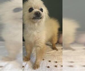 Pomeranian Dogs for adoption in Camarillo, CA, USA