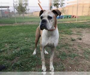 Boxer Dogs for adoption in Modesto, CA, USA