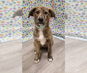 Australian Shepherd-Unknown Mix Dogs for adoption in Attalka, AL, USA