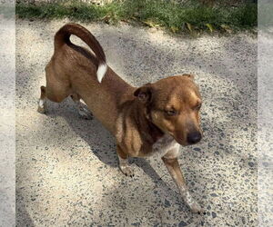Mutt Dogs for adoption in Woodbury, NY, USA