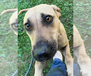 American Pit Bull Terrier Dogs for adoption in Tarboro, NC, USA