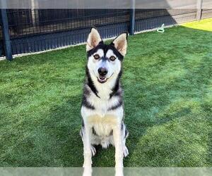 Siberian Husky Dogs for adoption in Orange, CA, USA