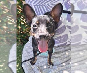 Mutt Dogs for adoption in Woodland, CA, USA