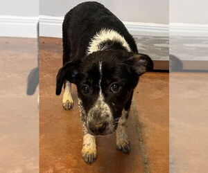 Border Collie-Unknown Mix Dogs for adoption in Bolivar, MO, USA