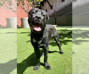 Mutt Dogs for adoption in San Francisco, CA, USA
