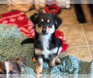 Dachshund-Unknown Mix Dogs for adoption in Raleigh, NC, USA