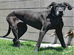 Great Dane Dogs for adoption in Ogden, UT, USA