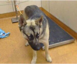 German Shepherd Dog-Siberian Husky Mix Dogs for adoption in Sacramento, CA, USA