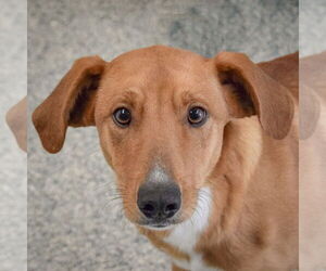 Collie-Redbone Coonhound Mix Dogs for adoption in Huntley, IL, USA