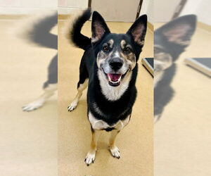 Siberian Husky-Unknown Mix Dogs for adoption in Derwood, MD, USA