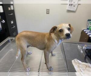 Chihuahua-Unknown Mix Dogs for adoption in Norco, CA, USA