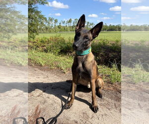 Mutt Dogs for adoption in Imlay City, MI, USA