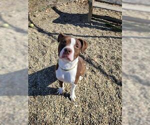 American Staffordshire Terrier-Unknown Mix Dogs for adoption in Akron, OH, USA