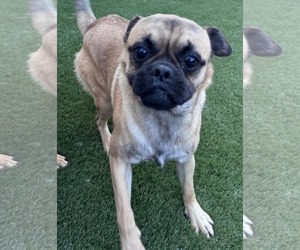 Pug-Unknown Mix Dogs for adoption in Grafton, WI, USA