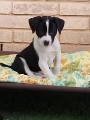 Medium Photo #1 American Pit Bull Terrier-Border Collie Mix Puppy For Sale in Von Ormy, TX, USA